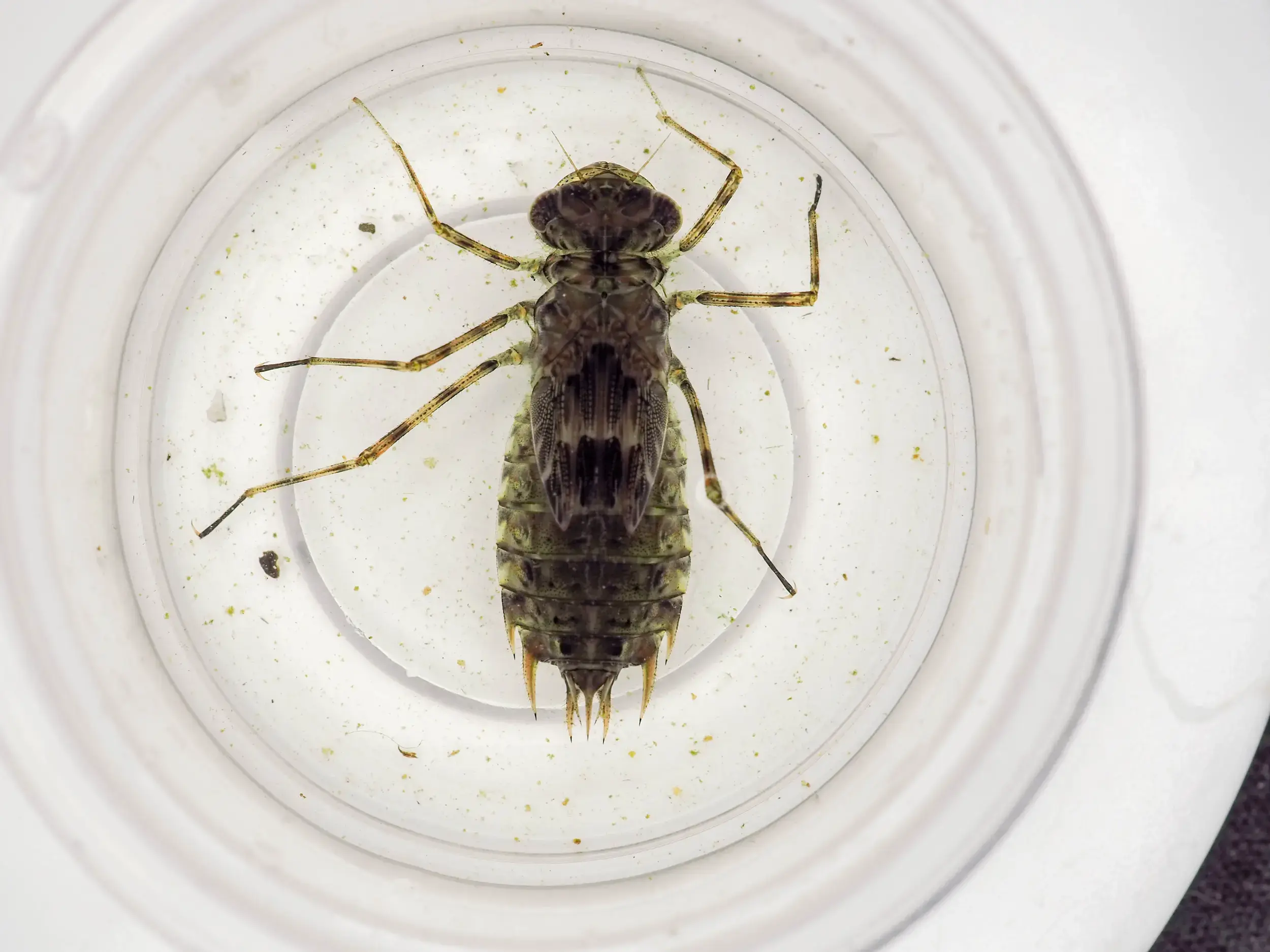 Mosquito under microscope