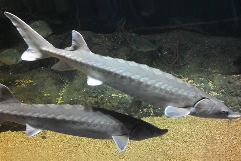 Atlantic sturgeon near gravel bottom