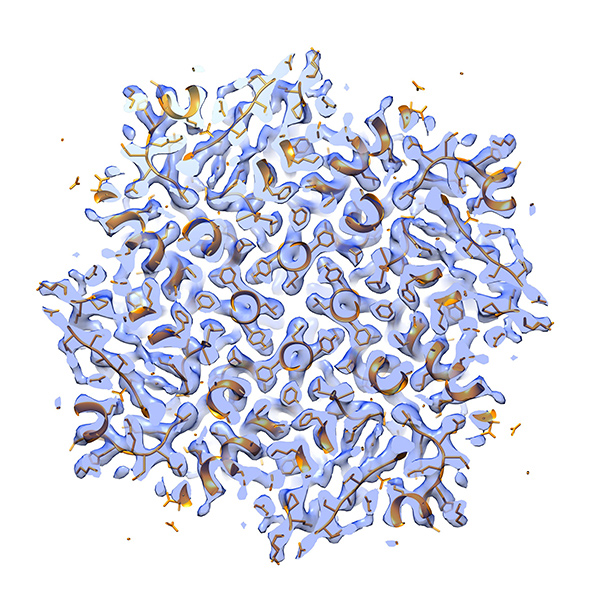 Apoferritin