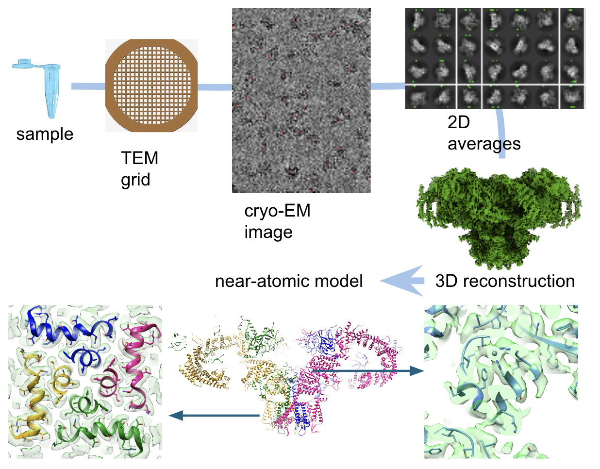 Sample -TEM grid - cryo-EM -2D averages - 3D construction - near-atomic model